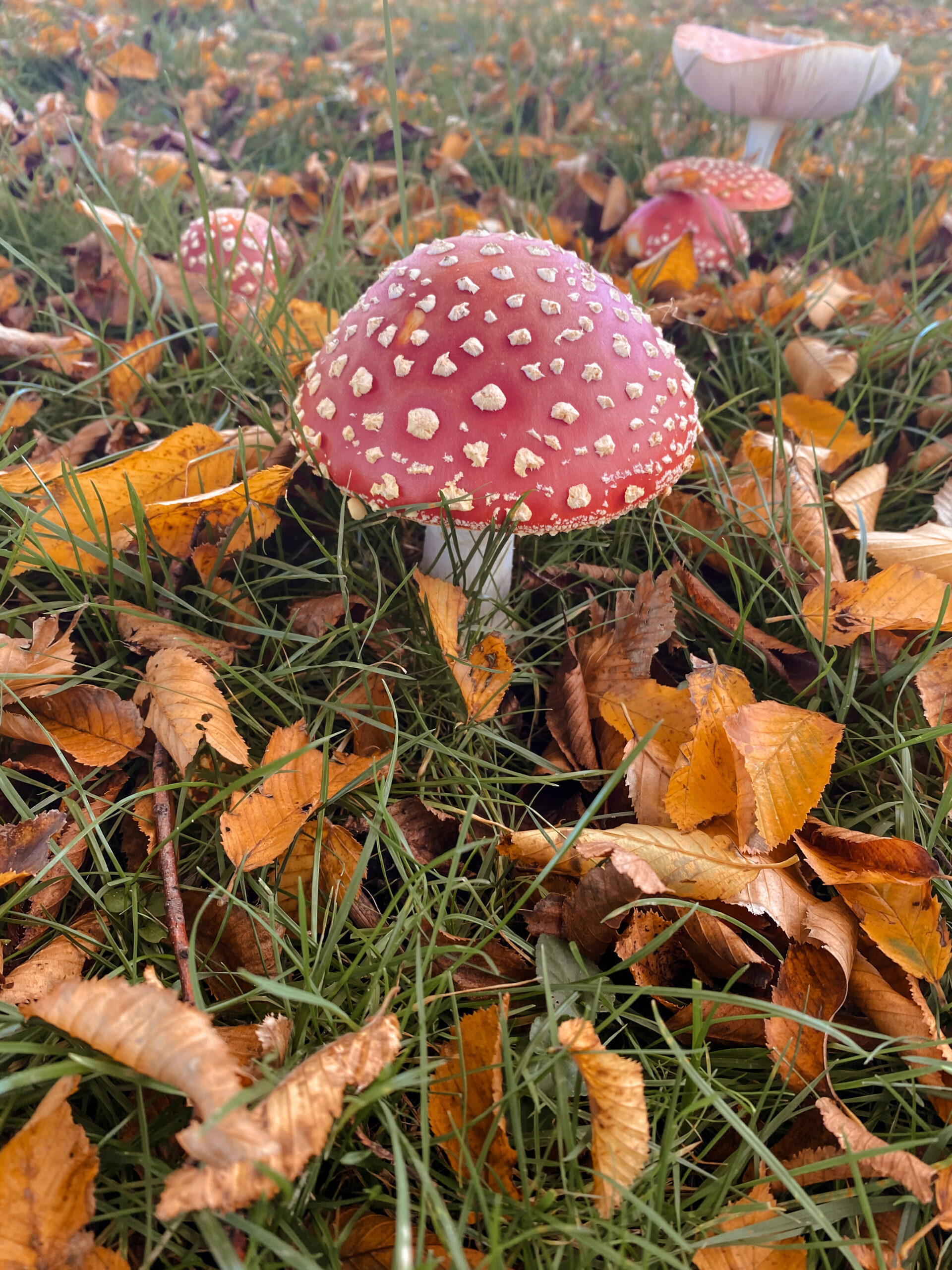 De herfstkleuren van 2025