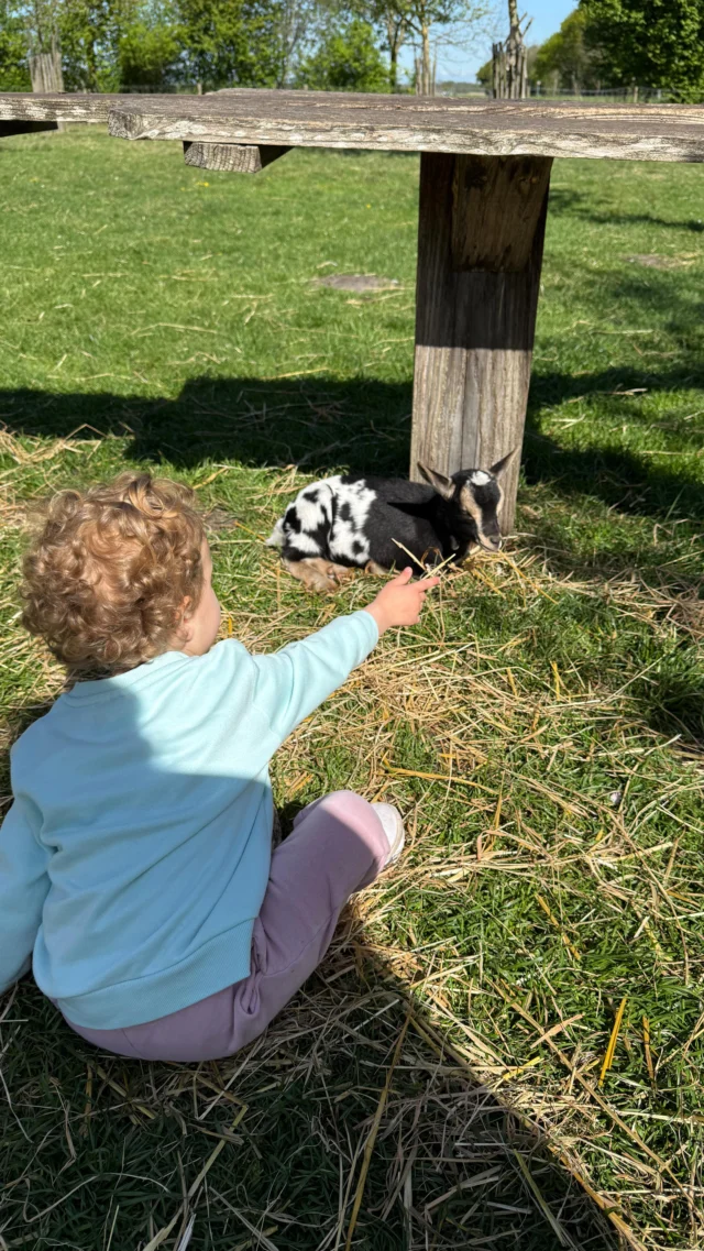 Auntie life with a toddler means 
✔️ singing Barbie girl in the car
✔️ visiting the animals
✔️ taking a lot of photo’s like a content creator 
✔️ playing outside when it’s sunny 
✔️ reaching my daily step goal 
✔️ having a little girl around me who calls me Dana banana 
✔️ saying that’s okee that I can borrow her from her mom till I have my own baby 
✔️ doing the same thing everyday, but everyday is different 
•
#enjoyingthesun #toddler #auntielife #wensmama #medischtraject #traagwerkendeschildklier #ivfjourney #icsi #fertility #ongewenstekinderloosheid #plussizeblogger #easterweekend